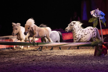 Pferdeshow 'Cavalluna - Die Legende der Wüste' in Erfurt