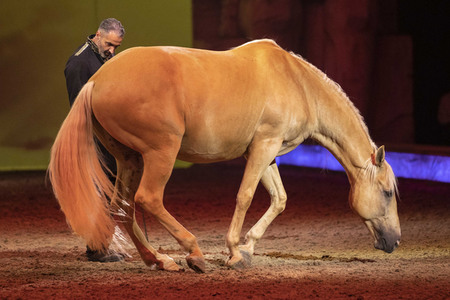 Pferdeshow 'Cavalluna - Die Legende der Wüste' in Erfurt