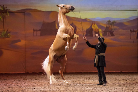 Pferdeshow 'Cavalluna - Die Legende der Wüste' in Erfurt