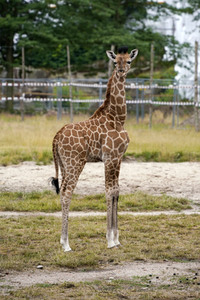 Namensgebung für Giraffennachwuchs im Tierpark Berlin