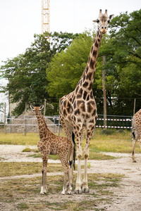 Namensgebung für Giraffennachwuchs im Tierpark Berlin