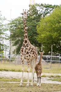 Namensgebung für Giraffennachwuchs im Tierpark Berlin