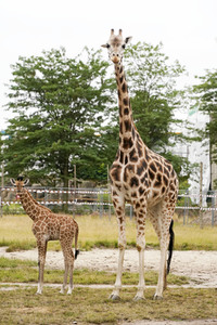 Namensgebung für Giraffennachwuchs im Tierpark Berlin