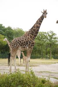 Namensgebung für Giraffennachwuchs im Tierpark Berlin