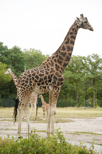 Namensgebung für Giraffennachwuchs im Tierpark Berlin