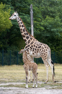 Namensgebung für Giraffennachwuchs im Tierpark Berlin