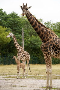 Namensgebung für Giraffennachwuchs im Tierpark Berlin