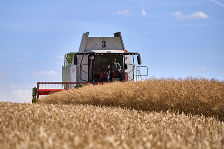 Rapsernte in Ottenstein