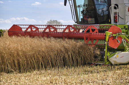 Rapsernte in Ottenstein