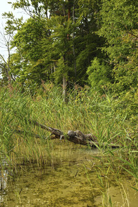 NATURE ART: Stechlinsee Bodypainting