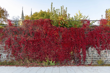 NATURE ART: Red Color Wall Bodypainting
