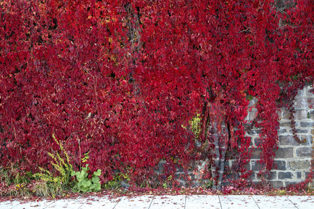 NATURE ART: Red Color Wall Bodypainting