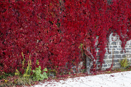 NATURE ART: Red Color Wall Bodypainting