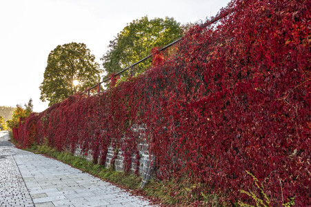 NATURE ART: Red Color Wall Bodypainting