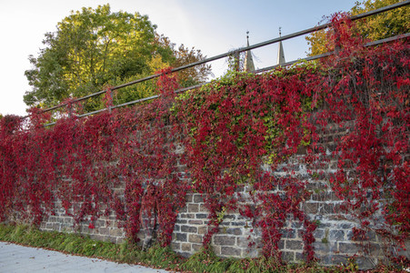 NATURE ART: Red Color Wall Bodypainting