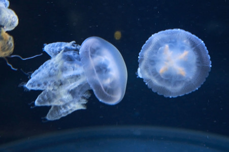 Quallen in Zoo Berlin