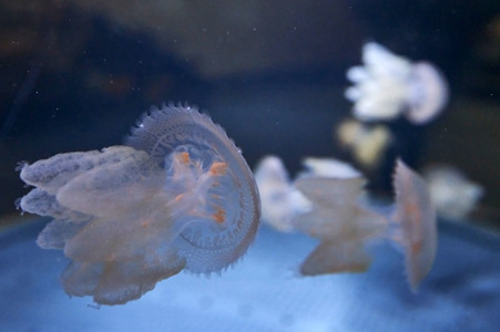 Quallen in Zoo Berlin