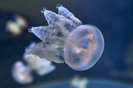 Quallen in Zoo Berlin