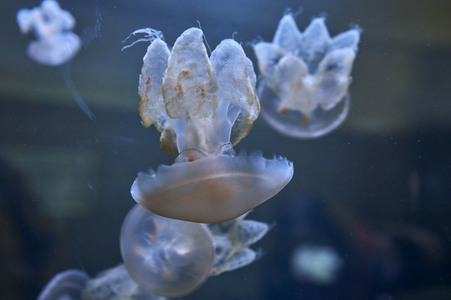 Quallen in Zoo Berlin