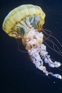 Quallen in Zoo Berlin