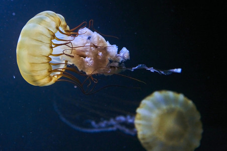 Quallen in Zoo Berlin