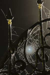 Spinnennetz in Hannover