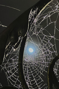 Spinnennetz in Hannover