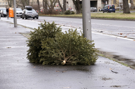 Weihnachtsbaumabholung in Berlin