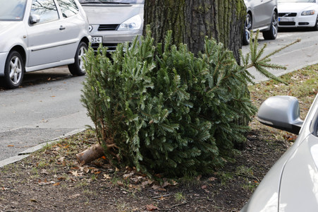 Weihnachtsbaumabholung in Berlin