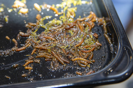 Symbolfoto Speiseinsekten