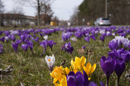 Frühling in Berlin