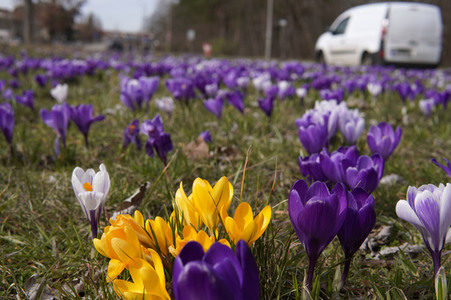 Frühling in Berlin