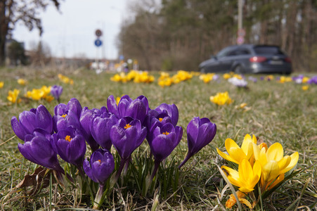 Frühling in Berlin