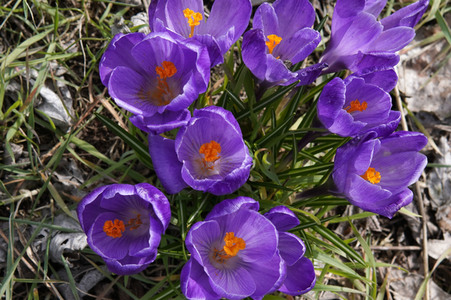 Frühling in Berlin
