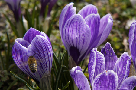Frühling in Berlin