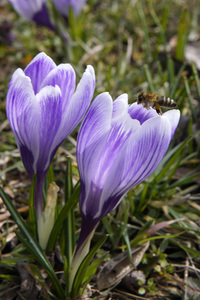 Frühling in Berlin