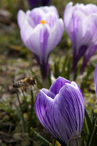Frühling in Berlin