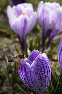 Frühling in Berlin
