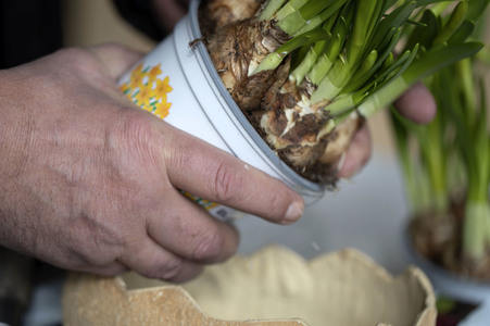 Symbolfoto Eintopfen von Blumen