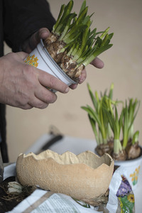 Symbolfoto Eintopfen von Blumen