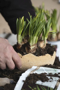Symbolfoto Eintopfen von Blumen