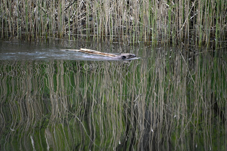 Biber im Werbellinkanal in Barnim