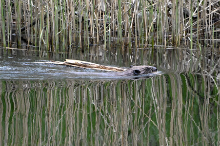 Biber im Werbellinkanal in Barnim