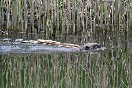 Biber im Werbellinkanal in Barnim