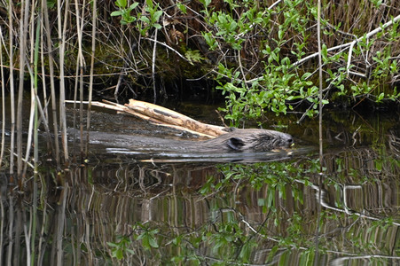 Biber im Werbellinkanal in Barnim