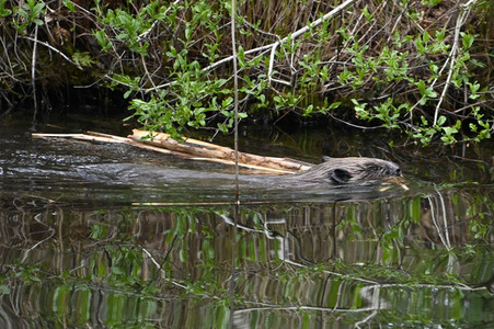 Biber im Werbellinkanal in Barnim