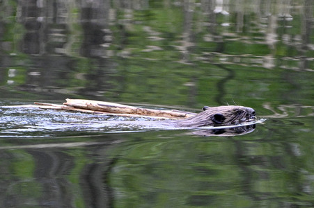 Biber im Werbellinkanal in Barnim