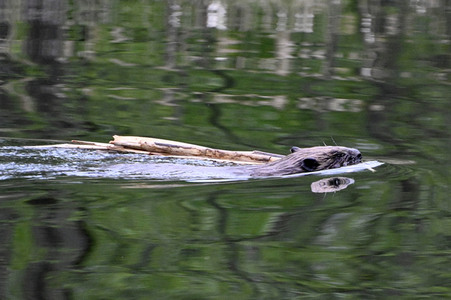 Biber im Werbellinkanal in Barnim