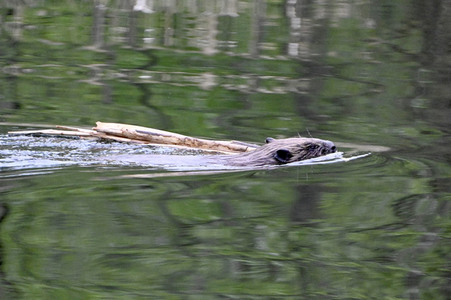 Biber im Werbellinkanal in Barnim