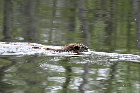 Biber im Werbellinkanal in Barnim